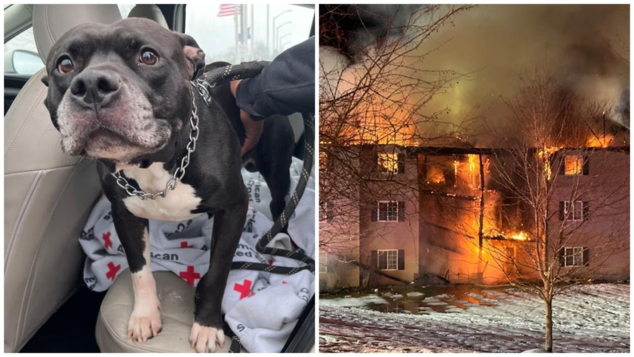 比特犬突然狂吠嘈醒主人，助多個住戶逃出火海。(網上圖片)