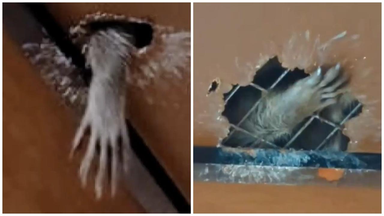 天花板伸出詭異白手嚇壞屋主，專家：千萬別靠近。(X)