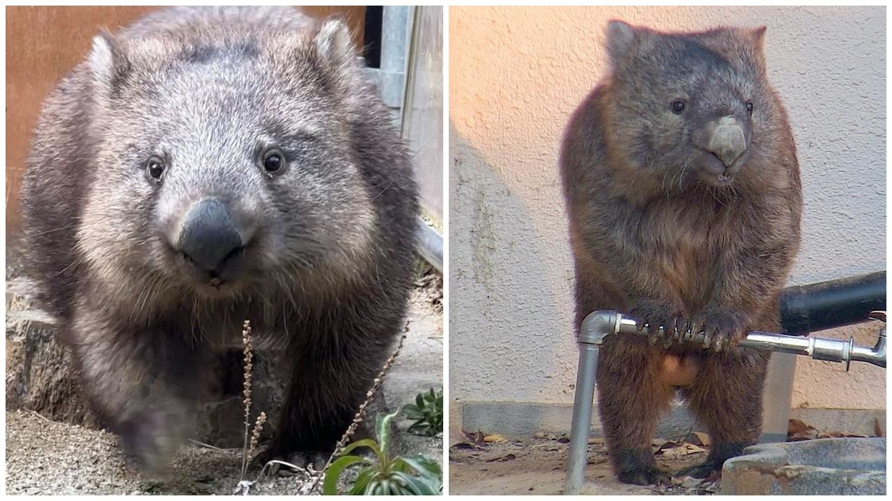 全球最長壽36歲袋熊慶生，相當於人類100歲。(IG)