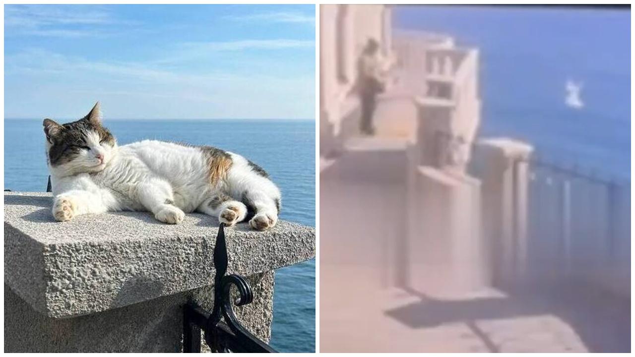 進駐景點10年貓咪慘被掉落懸崖，被捕男稱「牠不讓我抱」。(X)