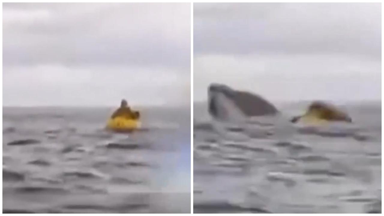 鯨魚生吞橡皮艇男3秒吐出，專家：座頭鯨無牙亦吞不下人類。(X)