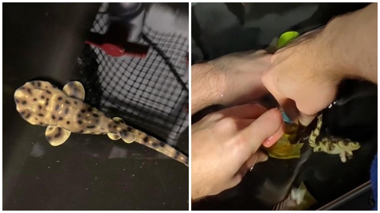 水族館一缸母鯊單身10年，離奇誕生小鯊魚。(X)