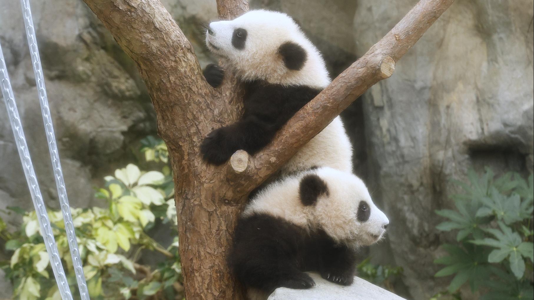 大熊貓寶寶「家姐」和「細佬」