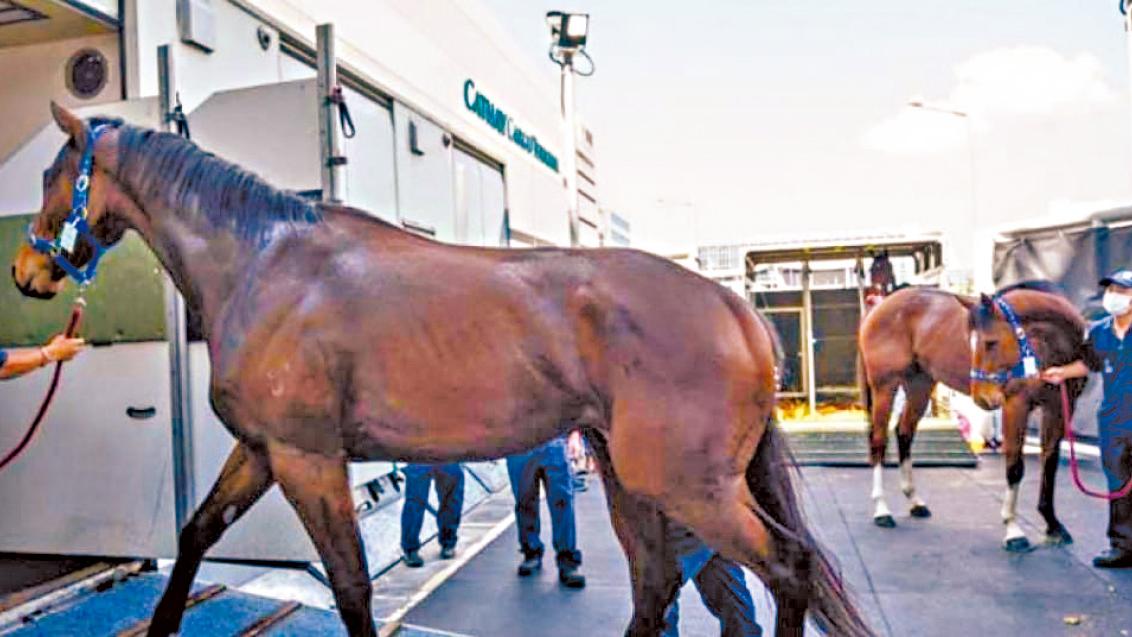 馬匹乘機學問多