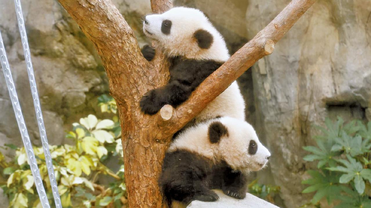 大熊貓家姐細佬首日亮相 逾5千人探訪 創展館單日紀錄