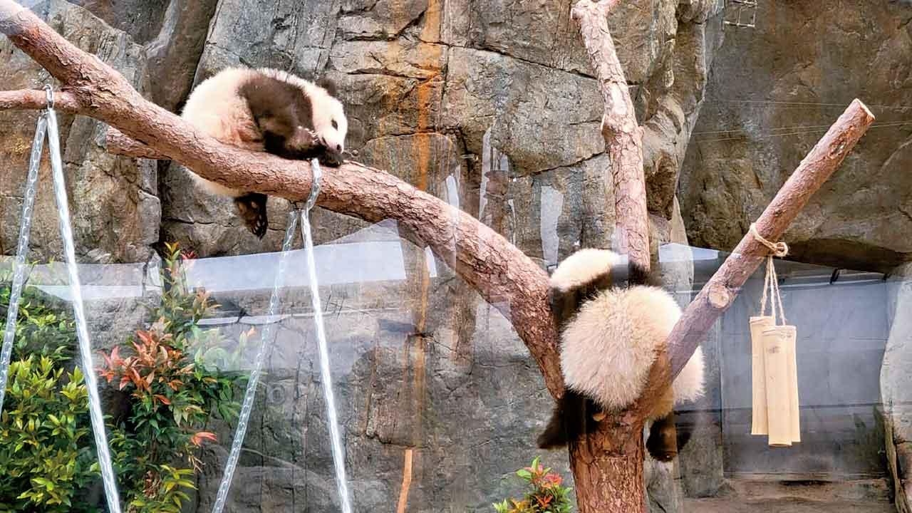 大熊貓家姐 細佬繼續熱身 準備2.16正式見公眾