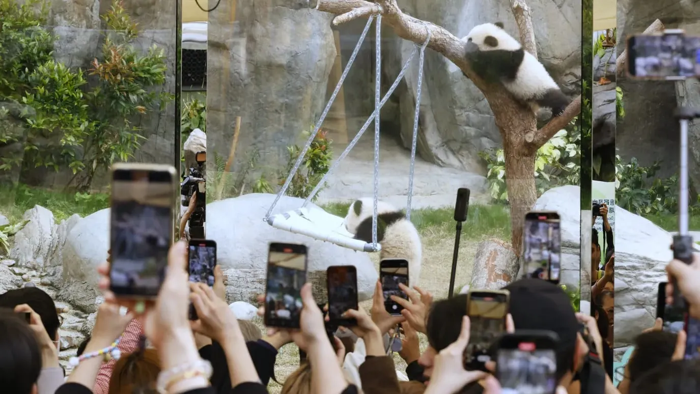 大熊貓｜海洋公園：周日5000人次訪「大熊貓之旅」　破場館單日入場紀錄