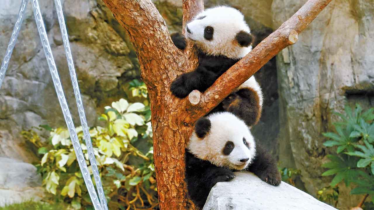 港產大熊貓龍鳳胎首見公眾 活潑家姐不怯場 細佬爬樹搶鏡 熊貓迷逼爆打卡不願走