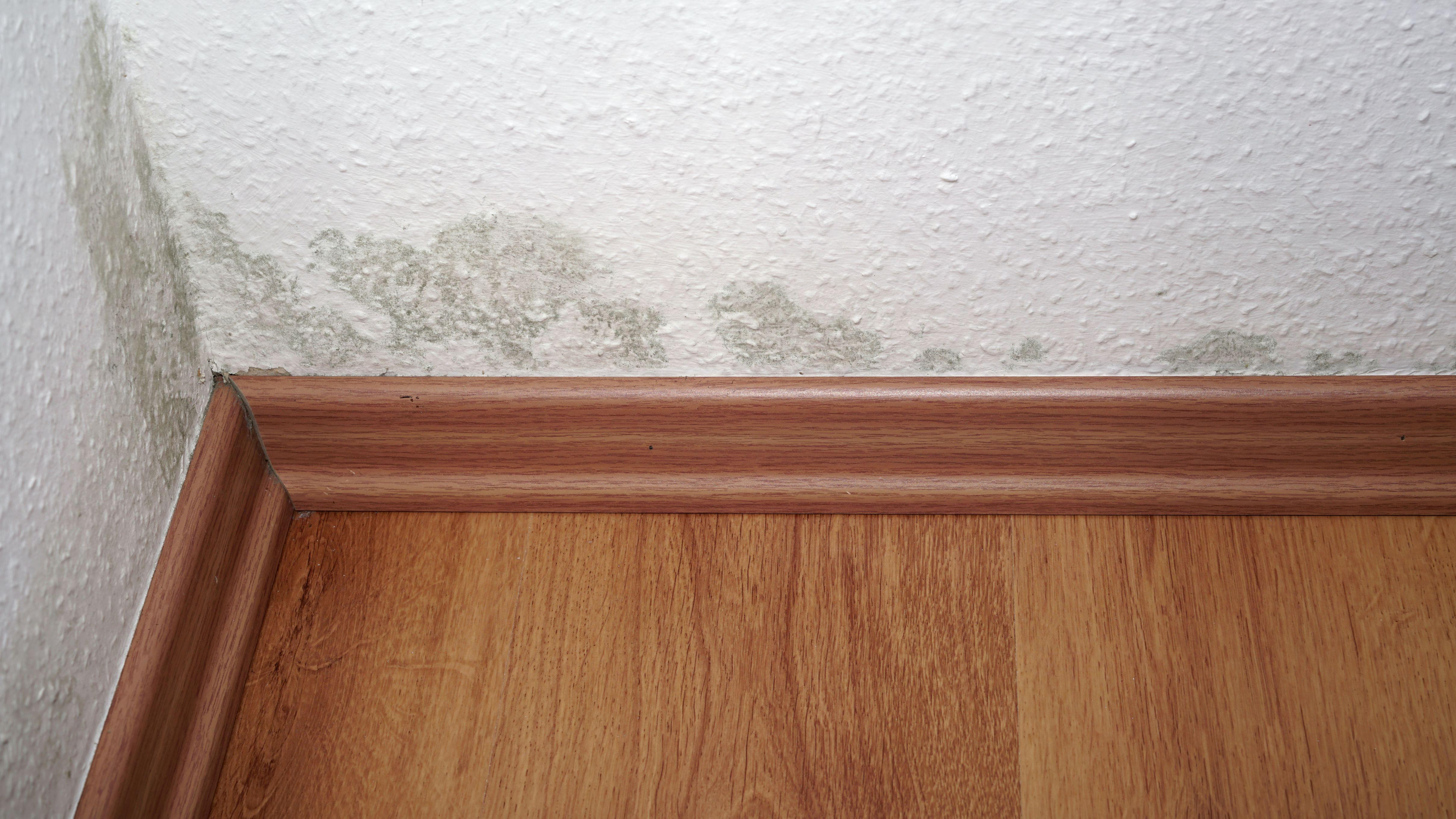 霉菌 皮膚炎 肝癌 濕凍 天氣 高濕度 癌症 梅雨