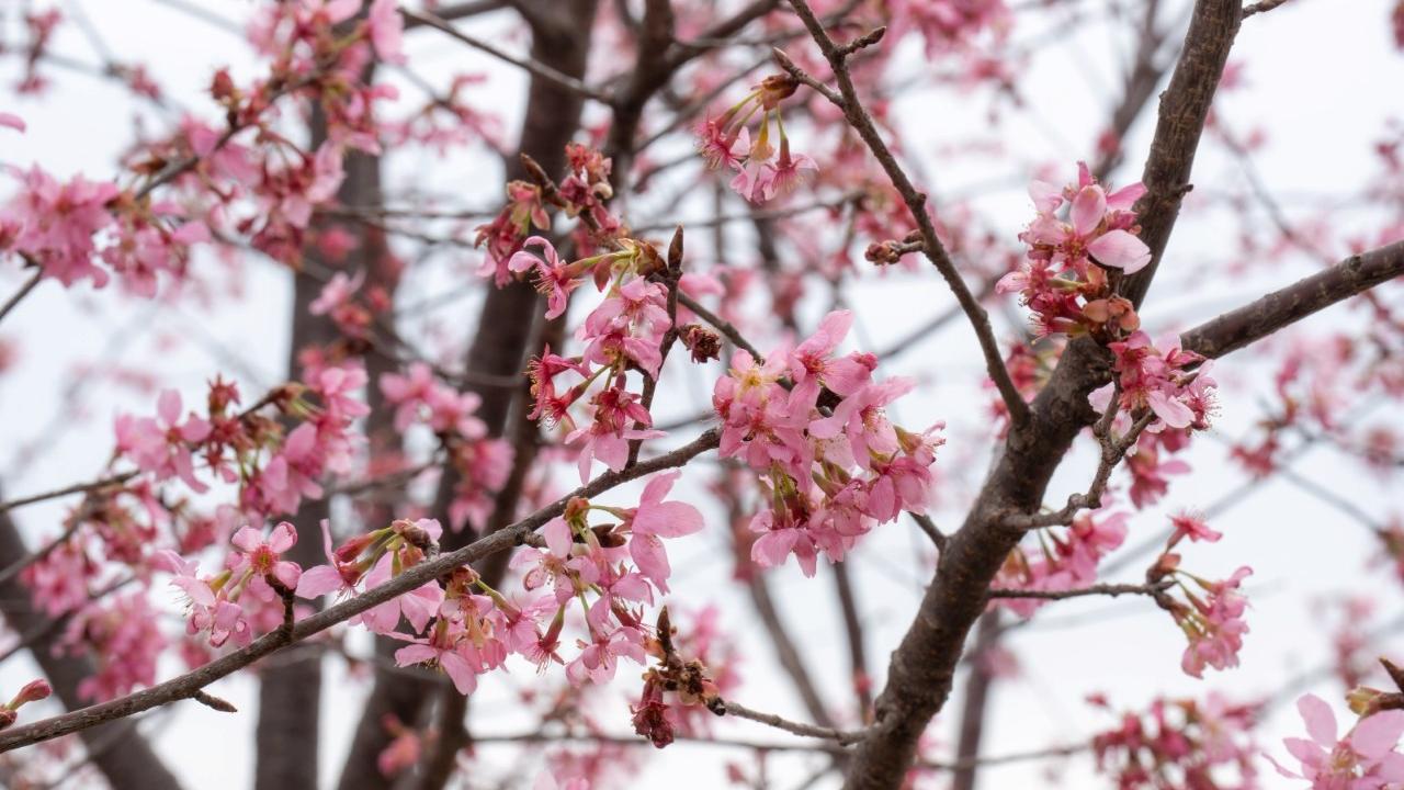東涌櫻花園交通｜龍運8條巴士路線賞櫻 沙田屯門天水圍直達赤鱲角南路
