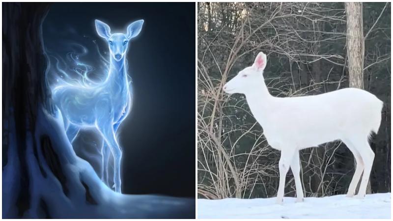 美國女偶遇仙氣白鹿勁開心　網民：哈利波特就在附近吧