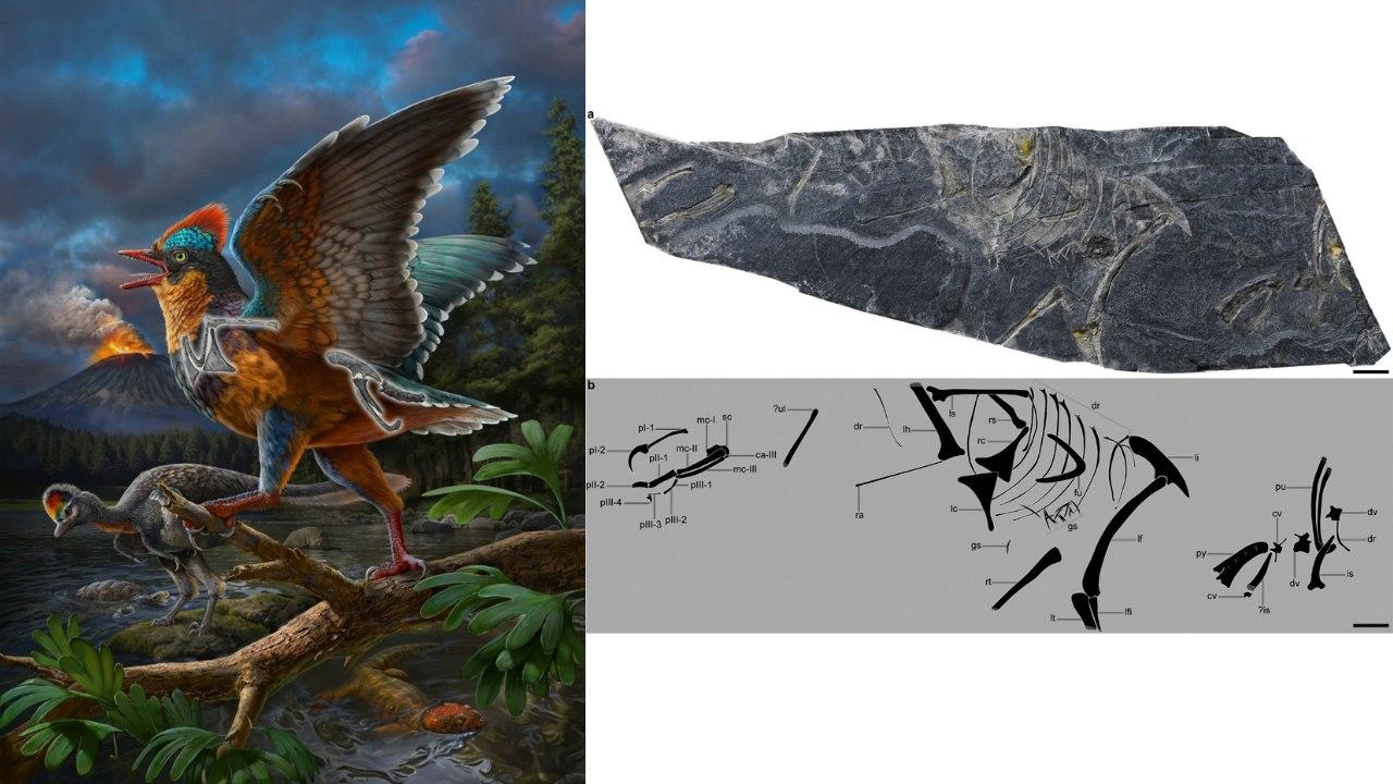 中國發現全球最古老鳥類化石　距今1.5億年令鳥類起源推前2000萬年