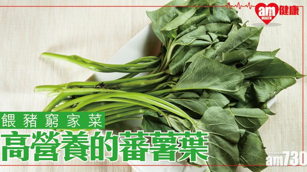 蕃薯葉功效｜抗衰老控制血壓 膳食纖維多助解決便秘（am730製圖）