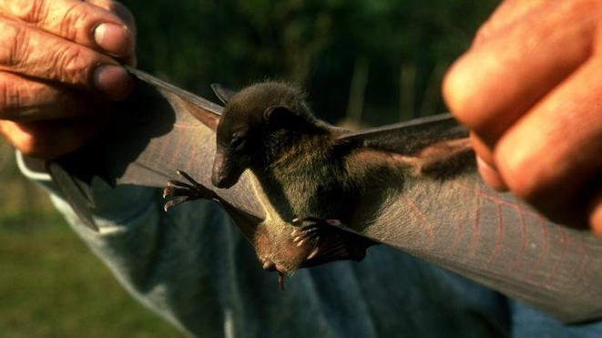 跨國研究團隊捕捉到的蝙蝠，包括長舌果蝠(Eonycteris spelaea)。(互聯網)