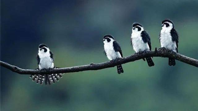 「熊貓鳥」的骰可愛係假象　世上最小猛禽秒殺龐大獵物