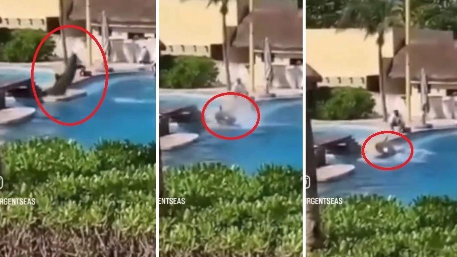 左至右：海豚返回水裡時，意外撞到混凝土池邊，即癱倒在地，職員立即上前查看。(互聯網)