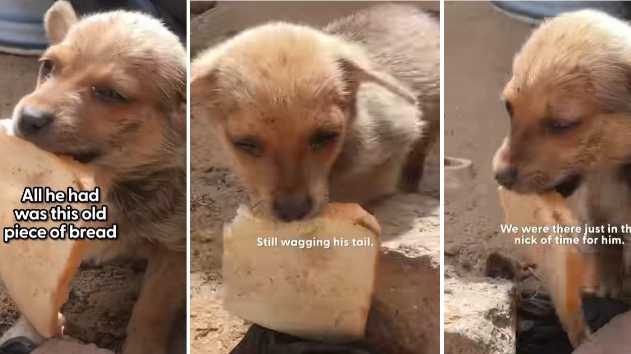 流浪小狗即使身體虛弱，仍奮力叼著麵包，想給動保人員。(互聯網)