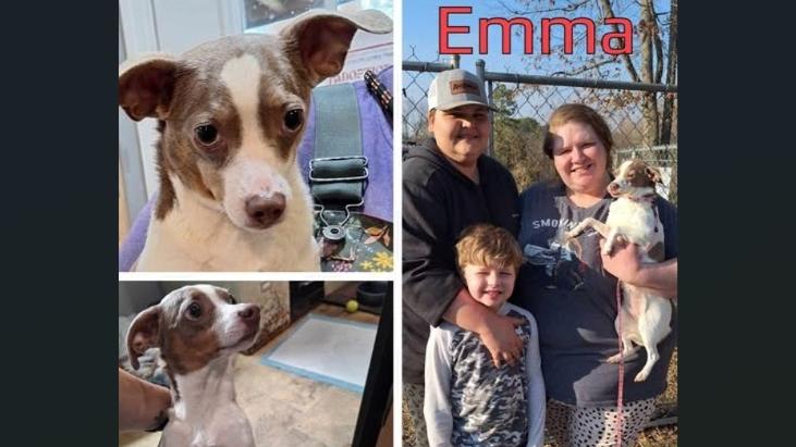 狗狗埃瑪與家人驚喜團聚。(互聯網)