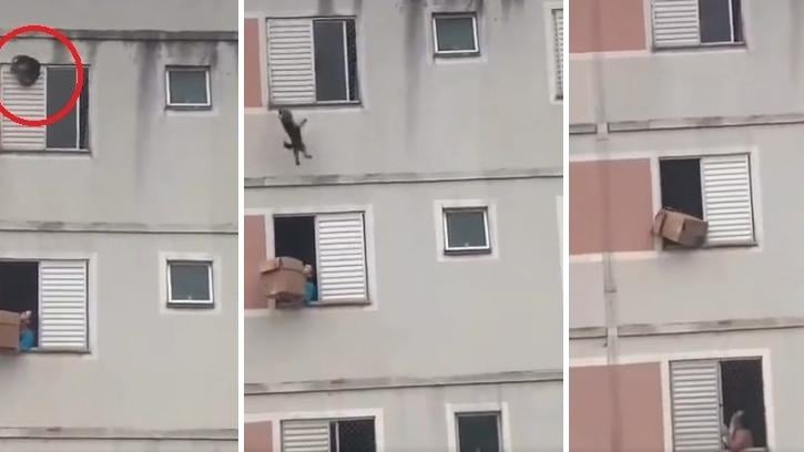 左至右：小狗快將墮樓，樓下女子及時用紙箱接住，救小狗一命。(互聯網)