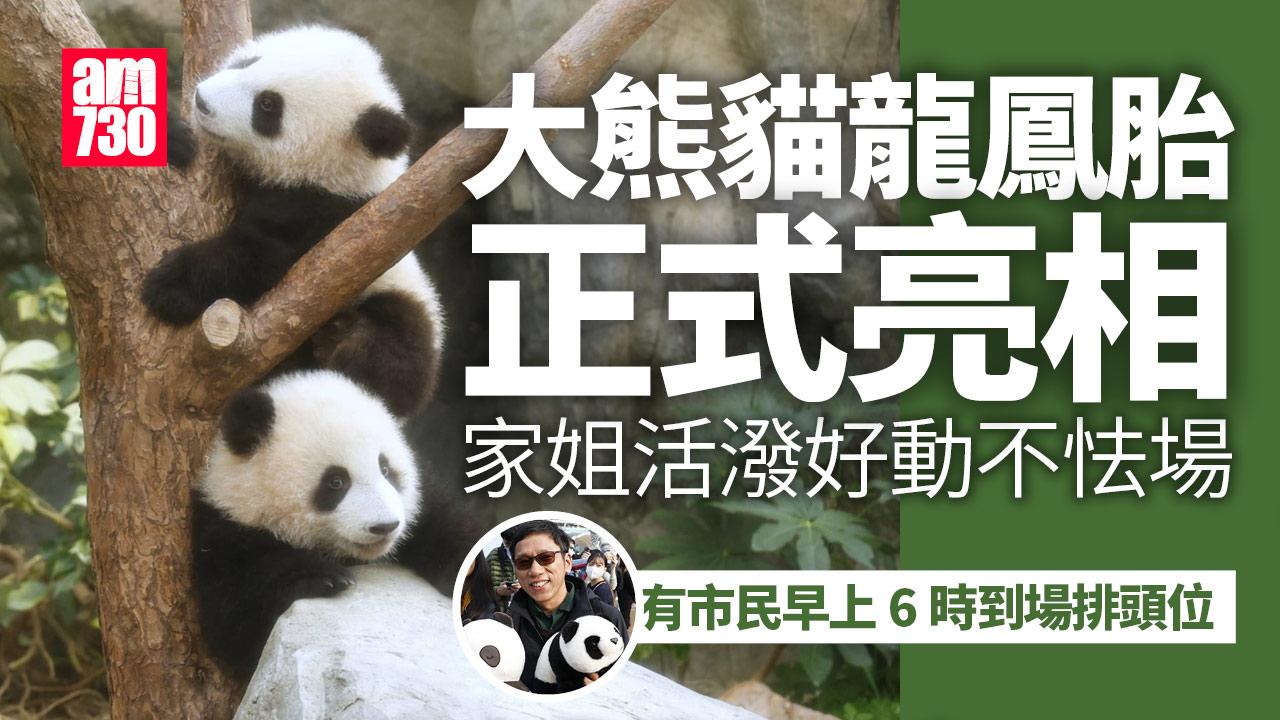大熊貓｜龍鳳胎今亮相 市民早上6時排隊入場 活潑家姐不怯場