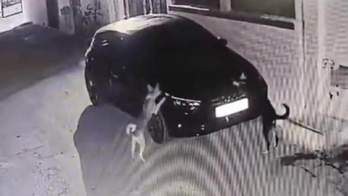 被撞的流浪狗夥拍朋友凌晨入屋偷襲，一起狂抓私家車報復。(互聯網)