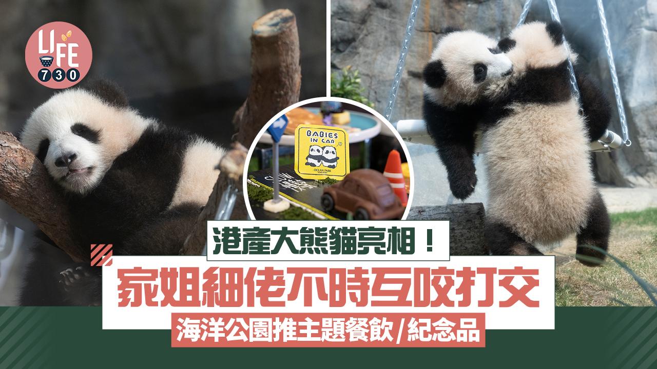 大熊貓｜港產大熊貓亮相！家姐細佬不時互咬打交 海洋公園推主題餐飲/紀念品