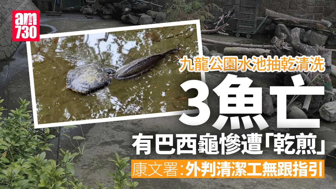 九龍公園水池抽乾清洗致3條魚死亡　康文署：外判無跟從指引處理龜魚(更新)