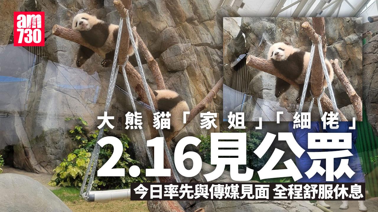 大熊貓｜港產大熊貓2.16見公眾 「家姐」和「細佬」先熱身