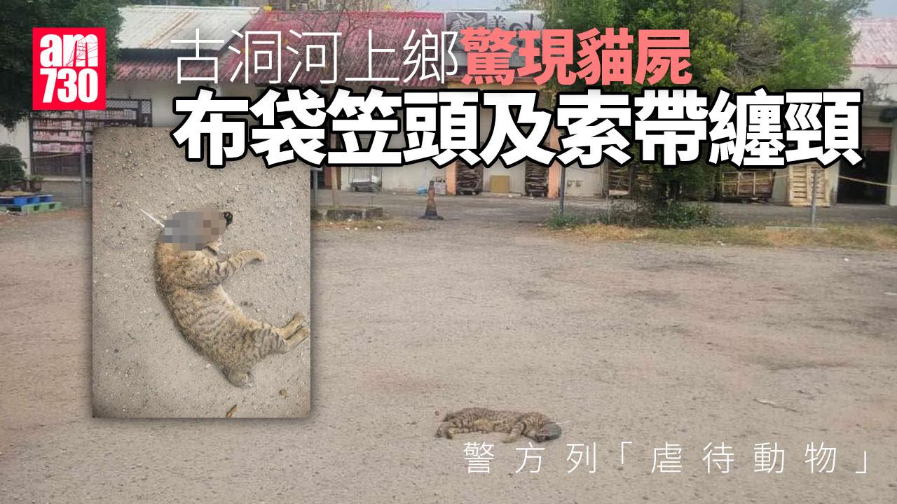 古洞貓咪遭布袋笠頭索帶纏頸倒斃地上　動物義工疑有人虐畜報警