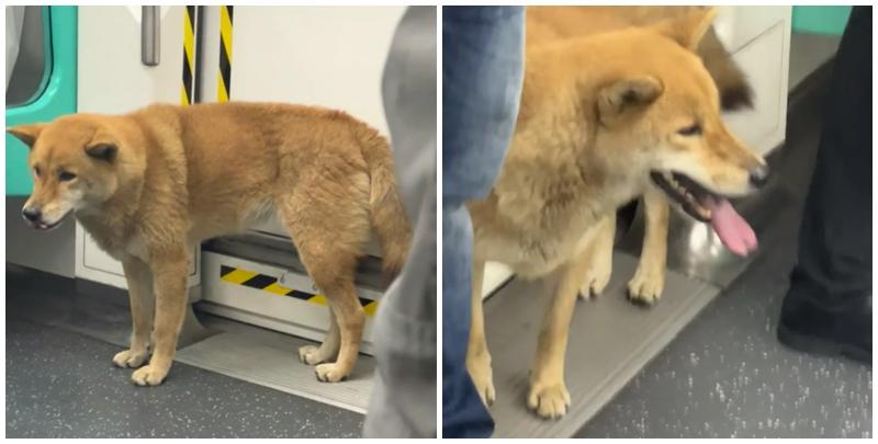 近日一隻小狗被發現於深圳地鐵6號線的車廂獨自流浪，事件引發全城網民關注。經過近30小時努力，這隻名為「王可樂」的廣西土獵犬終於與主人重聚。