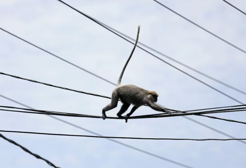 斯里蘭卡周日（9日）發生全國嚴重停電，原因是因為一隻猴子闖進了位於科倫坡郊區帕納杜拉地區一個變電站的電網，擾亂了整個電網。(資料圖片/圖非涉事猴子)