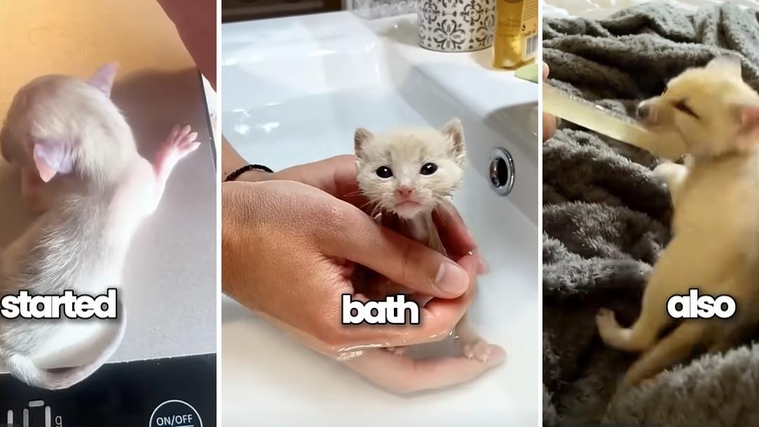 左至右：小白貓健康長大，樣子卻有驚人變化。(互聯網)