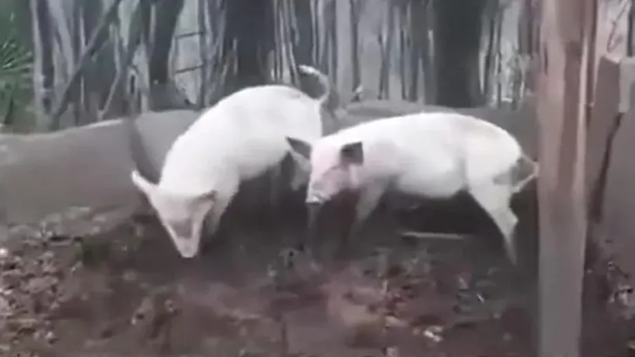 張姓老翁飼養的豬隻。（圖/翻攝新浪微博）