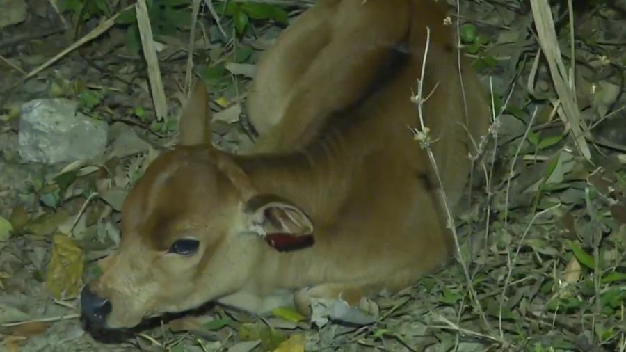 荃錦公路幼牛疑被車撞，受傷臥路邊同伴在旁守候。(有線新聞截圖)