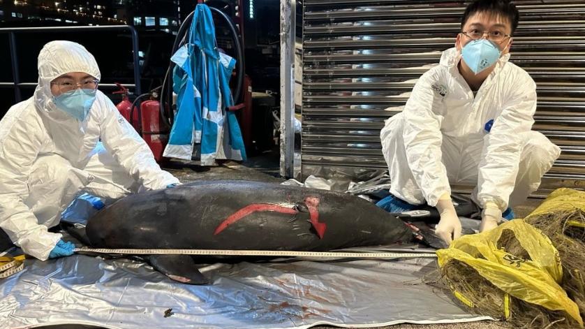 大嶼山發現江豚屍體，為今年第13宗。(香港海洋公園保育基金相片)