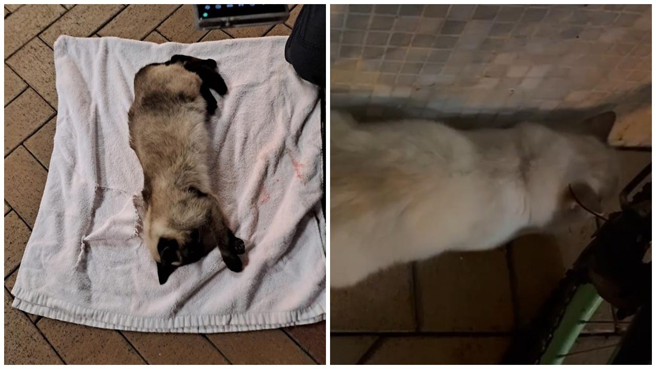 虐待動物，天水圍天恒邨2貓疑被掟落街釀1死1傷。