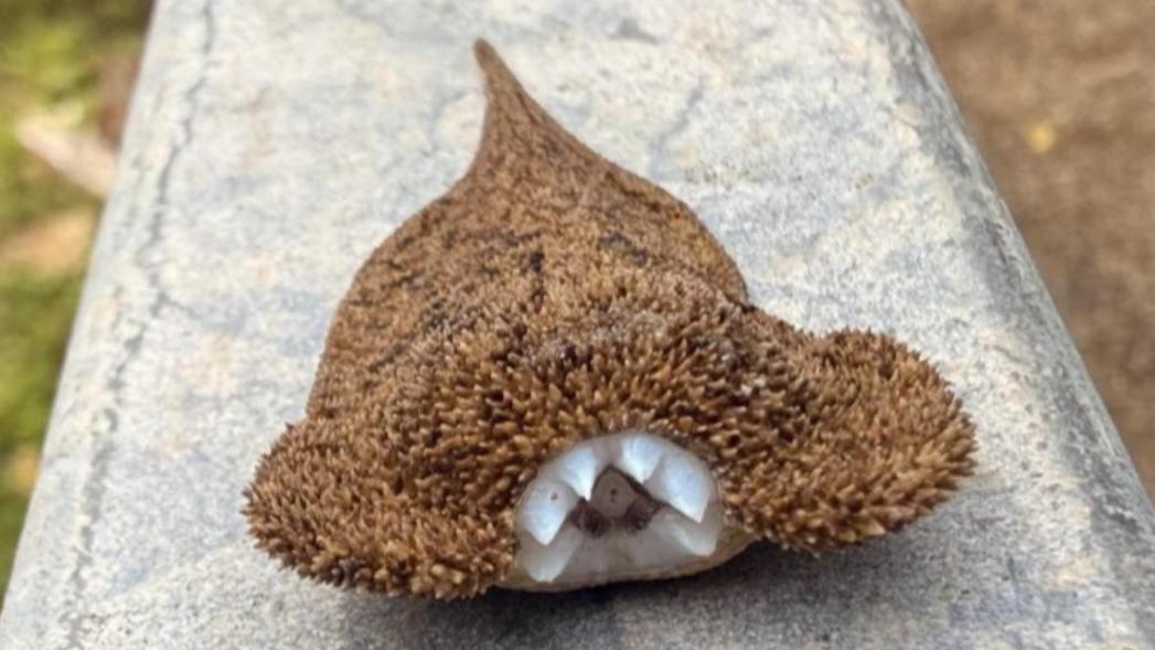 家中泳池驚見長滿刺有鋸齒駭人異物，原來屬於澳洲特種生物。(Reddit)