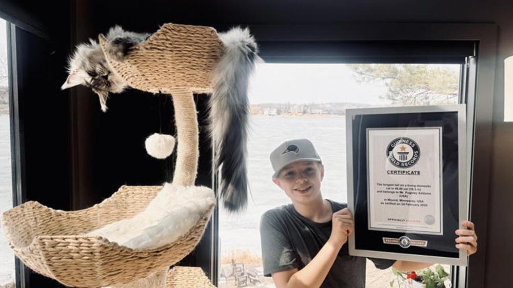 尾巴長近47厘米，2歲緬因貓獲認證為全球尾巴最長貓貓。(X)