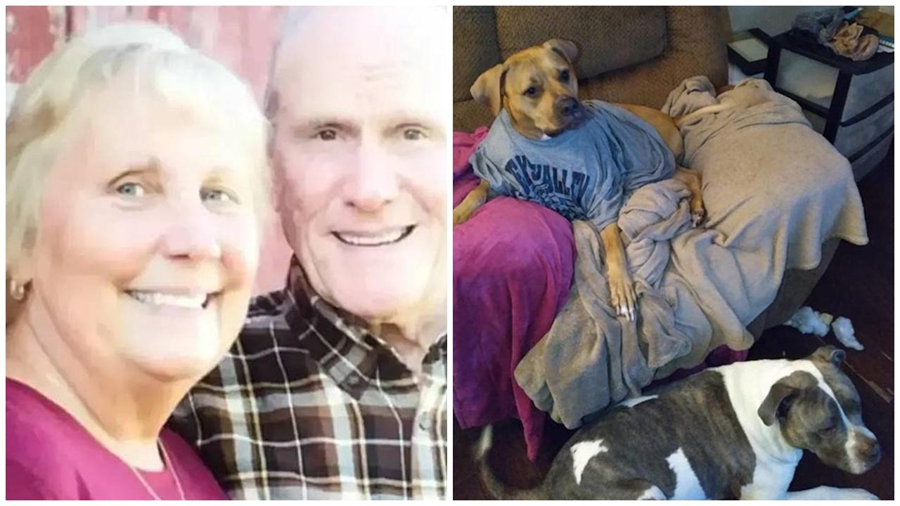 七旬婦慘被2犬咬死，比特犬體內竟驗出可卡因。(X)