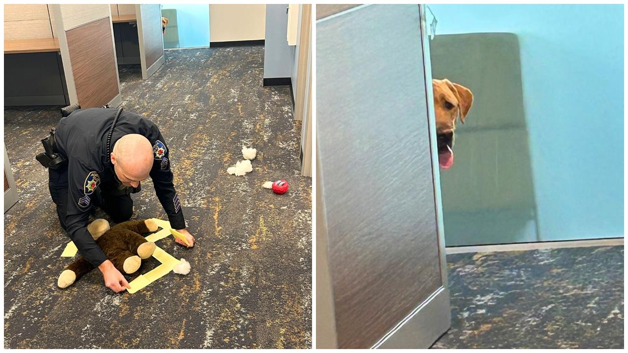 警局驚傳「命案」，現場照片揭「頭號疑犯」躲角落偷看笑翻網民。(FB)