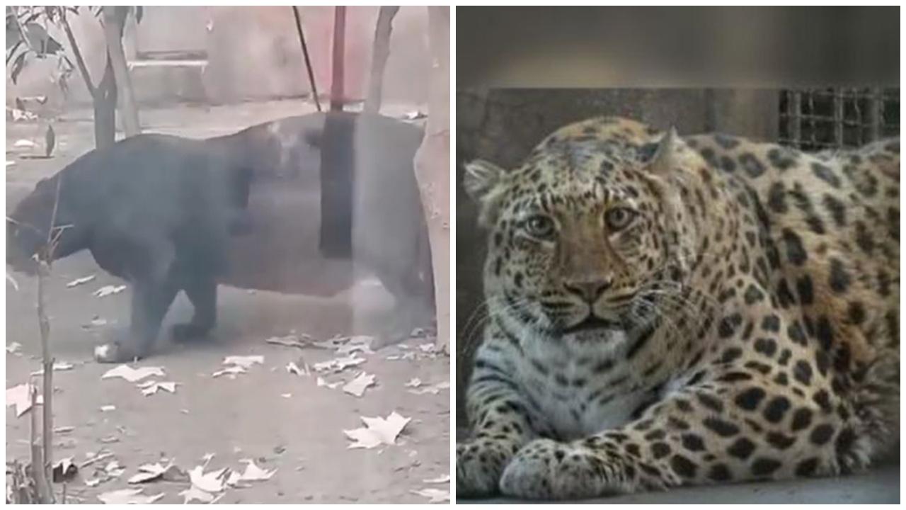 金錢豹黑豹脹爆肚腩垂地惹關注，成動：已安排減肥減肉。(微博)