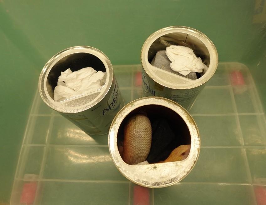 海關機場檢42隻瀕危活蜥蜴，市值約21萬元。(政府新聞處)