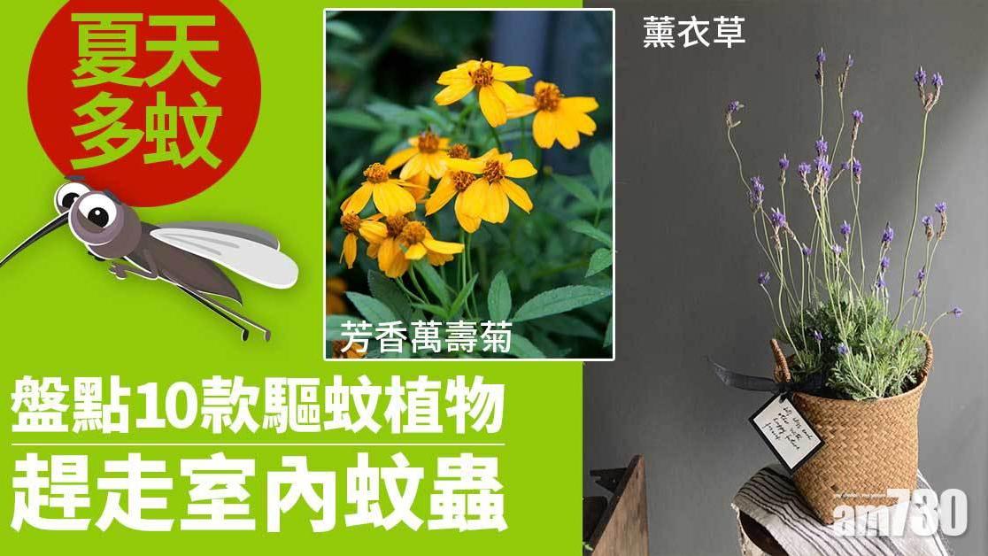 防蚊植物｜薰衣草、芳香萬壽菊、豬籠草等10款天然驅蚊法