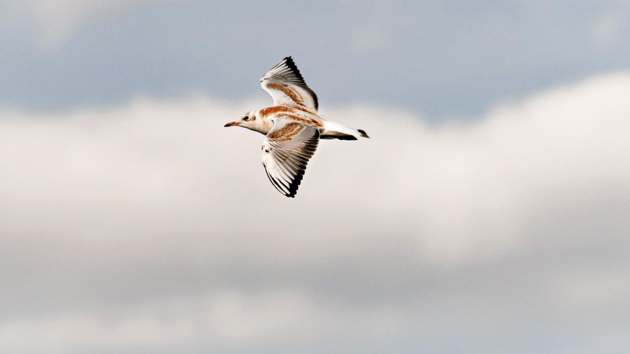 盧國沾 小鳥高飛