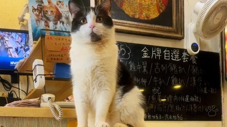 旺角登打士茶餐廳3月31日結業，店內收養多隻流浪貓