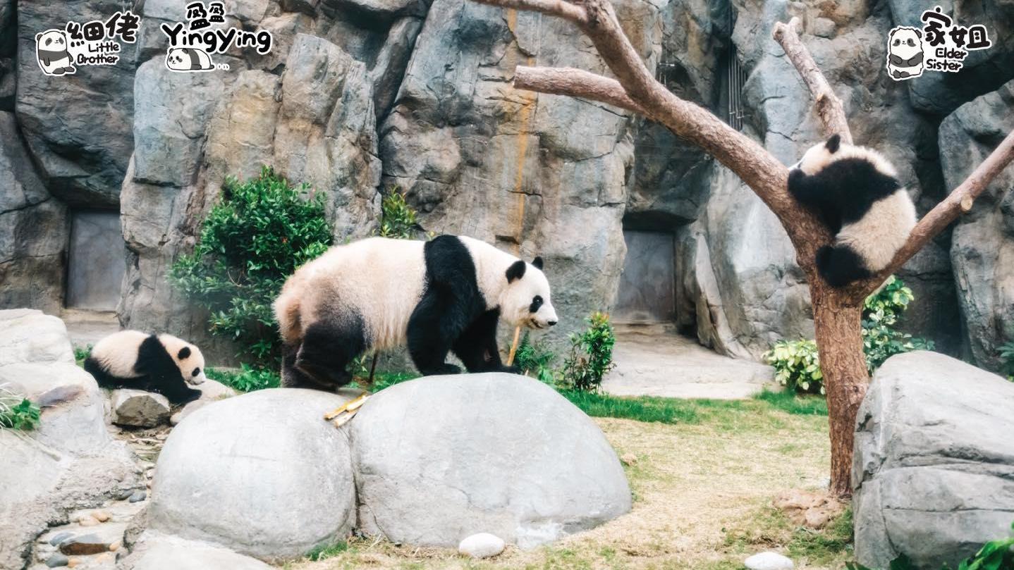 大熊貓龍鳳胎與盈盈首度「同框」與公眾見面，3千多張時間票派完