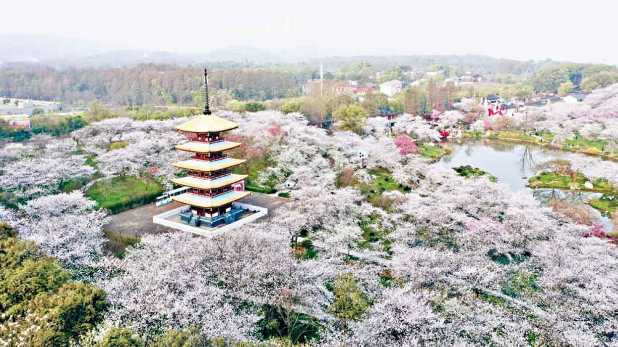 春暖綻放遊高鐵 賞花大江南北