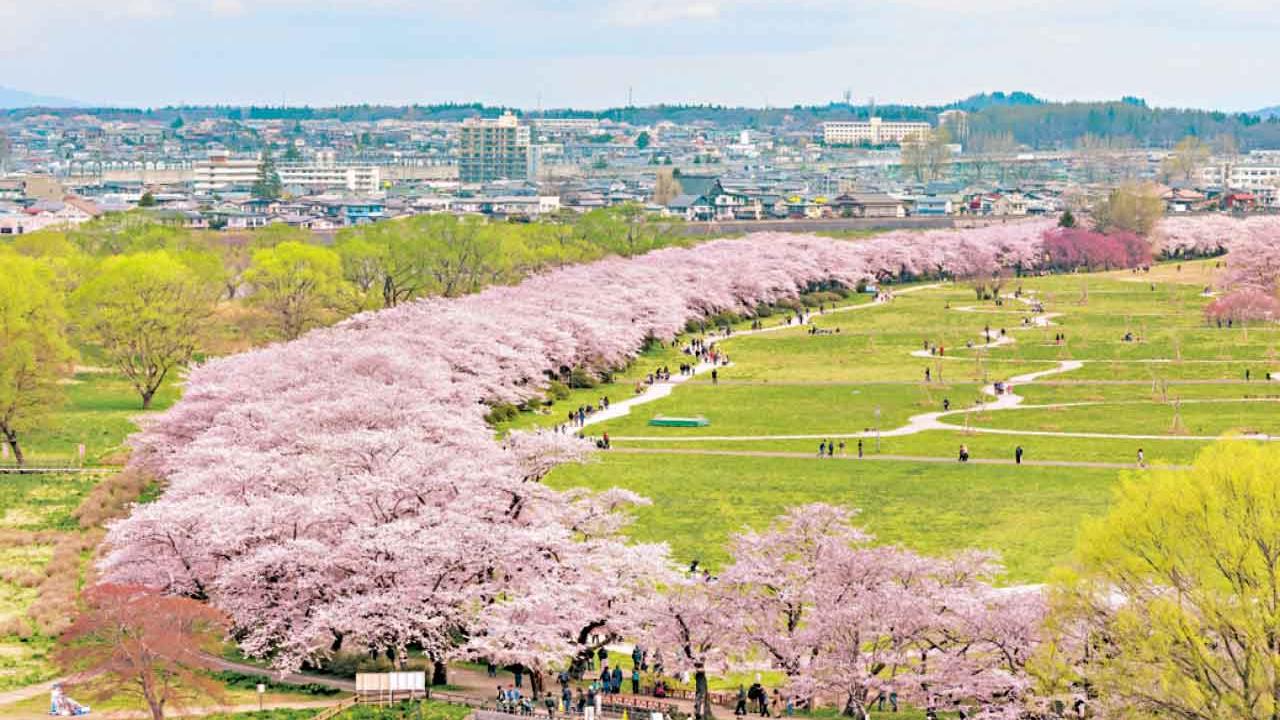 直航仙台 浪漫春櫻 4月赴日本東北 緊貼賞櫻尾巴