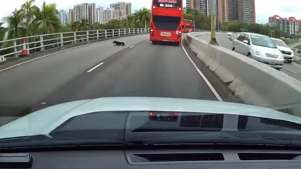 元朗發生狗狗被撞意外。（fb「車cam L（香港群組）」截圖）