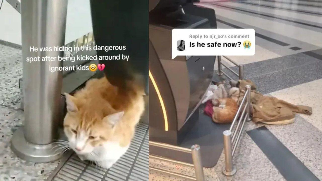 帶貓搭飛機遭拒　冷血主人竟於貝魯特機場棄養喵星人